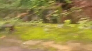 ฉีดน้ำใส่สุนัข