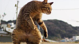 [Động vật] Đánh nhau với Mèo Sư Phụ - Mèo Kungfu!