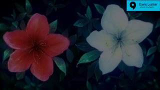 Người Ấy Là Ai - AMV - Davis Lustter #anime #schooltime