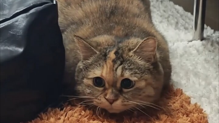 There are two raisins on the old loaf of bread.