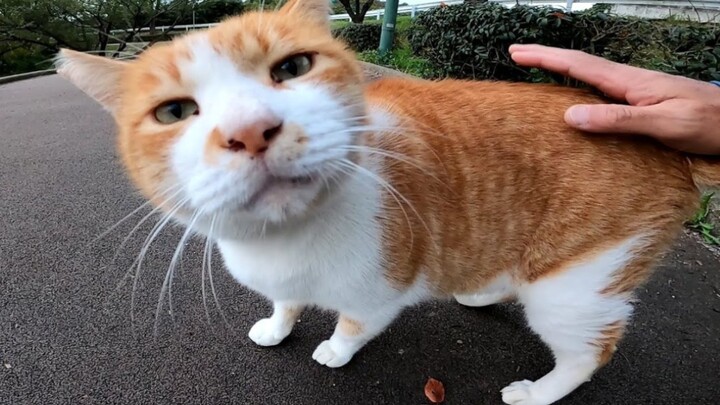 【Kucing-kucing Menggelitik Tawa】Kucing cerewet kembali beraksi: Menunggu kamu di tempat biasa untuk 