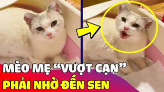 Khoảnh khắc 'VƯỢT CẠN' của mẹ mèo bỉm sữa phải nhờ 'CÔ SEN' nhà mình 😅 Gâu Đần