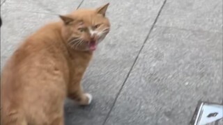 Mèo: "Cút đi, tên tôi là Tang Bưu!!!"