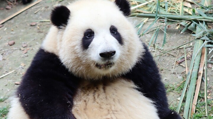 [Giant Panda Hua Hua] Hua Hua, Grandpa Tan’s calling you! You’re still holding a meet-and-greet over