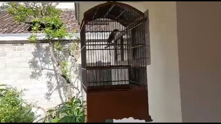 Trucuk Gacor ( Pancingan Paling Banyak Di Cari Juara Awal Tahun )