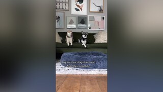 Can’t tell if they’re upset or happy they get the couch 😂 funny cutedogs kleekai