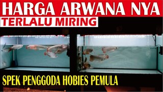 HARGA ARWANA SUPER RED PALING MIRING