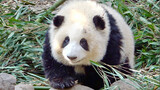 [Panda] Berguling-guling tanpa alasan