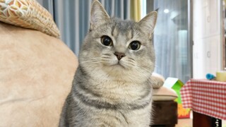 Setelah saya mengubah gaya rambut, kucing itu tidak mengenali saya lagi dan melihat saya dari atas k