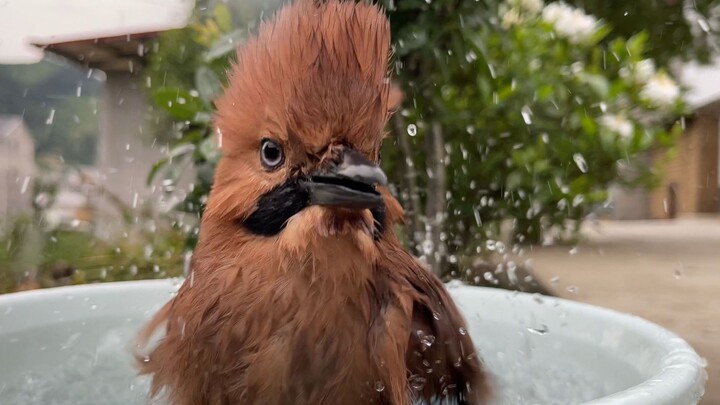 Robbed by a bird—this has to be a bird genius!