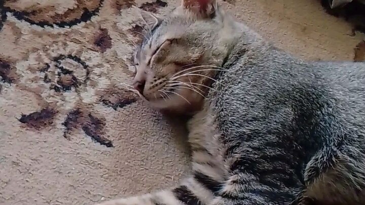 kucing lucu dan gemes