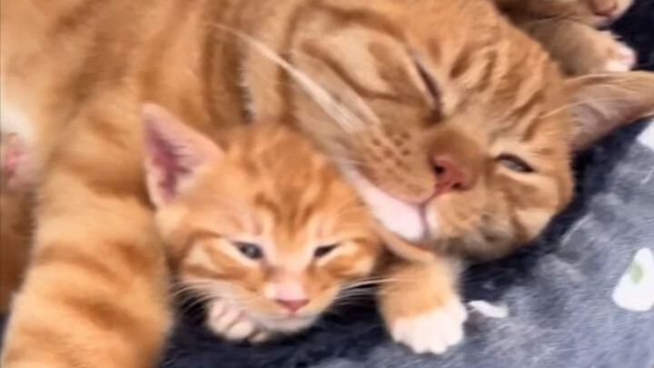Cat dad raising kids—just being alive is good enough!