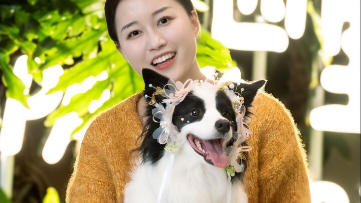 Đây có lẽ là chú chó Border Collie ngoan nhất Thành Đô! Đẹp quá!