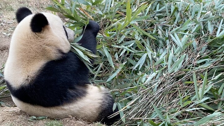 How does a panda eat bamboo leaves?