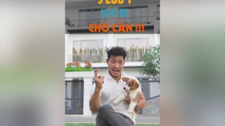 5 lưu ý khi bị chó cắn tuitienpet dcgr pet