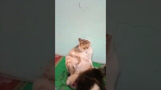 selamat pagi #shorts #short #viralvideo #shortvideo
