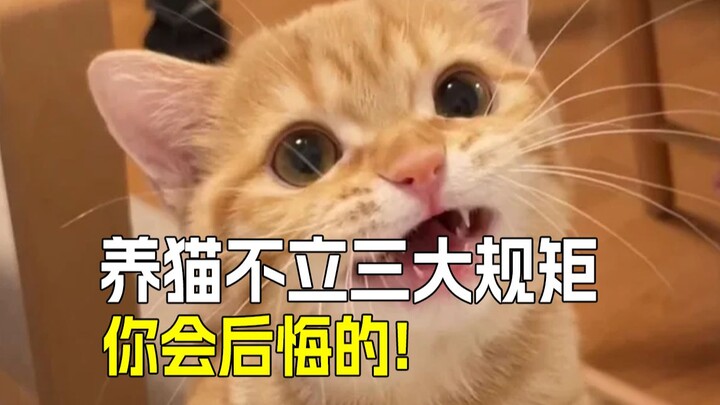 Tiga Aturan Utama Merawat Kucing: Anak Durhaka Berubah Jadi Manja