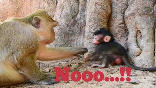 NO...!!, BABY MONKEY BRITTANY DO GOOD , BABY NO SCARE MUM TRY PREVENT HER BABY FROM OTHER MONKEYS