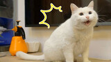 Mèo Được Huấn Luyện Chuyên Nghiệp Rất Ít Cười, Trừ Khi Không Nhịn Nổi
