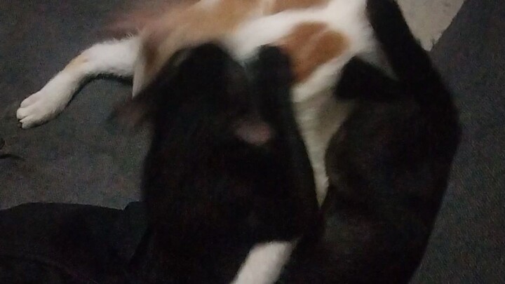 Ang pusa kung mga mahilig mag harutan