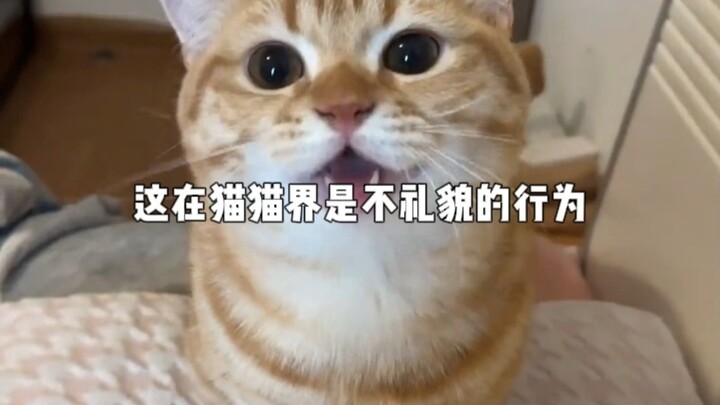 Does anyone have a limited-edition cat?
