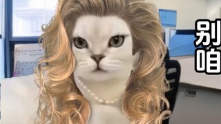 【Cat meme】Daily life in the emergency psychiatric department - The right path (Part 1)