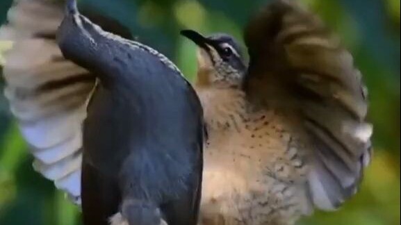 Little birds battling it out with dance moves