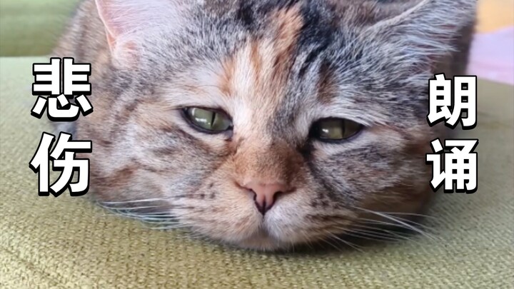 ما يقوله مياو مياو تشونغ صحيح!