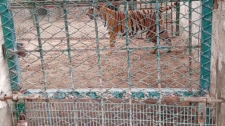 Short travel in zoo