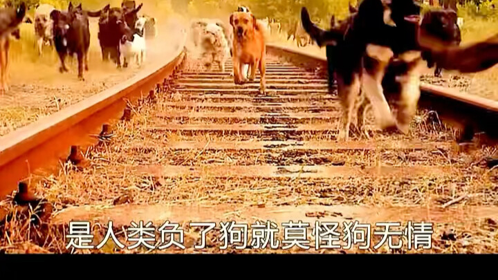 Để trả thù loài người, hắn đã dẫn dắt 500 con chó hoang càn quét khắp thành phố | Giải mã phim ảnh