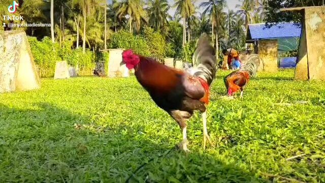 Bone Crusher Hatch crosses from San Andreas Gamefarm of Juban, Sorsogon