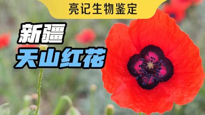 بحر من زهور الخشخاش البرية في شينجيانغ يمكنك الاستمتاع به براحة بال (ليست تلك التي تُستخدم في صنع ال