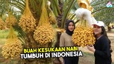 KURMA ASLI INDONESIA MIRIP TIMUR TENGAH! 7 Daerah Kebun Kurma di Indonesia untuk Ramadhan Idul Fitri