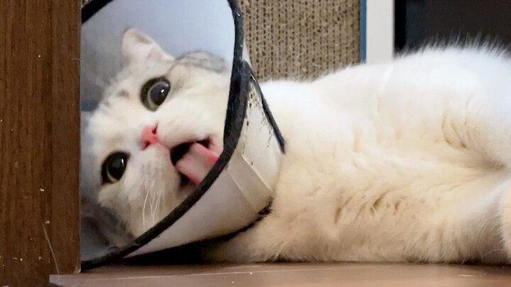 Chú mèo biến thành chiếc đèn bàn biết đi, trông còn ngốc nghếch hơn.