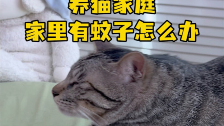 What should cat-owning households do about mosquitoes?