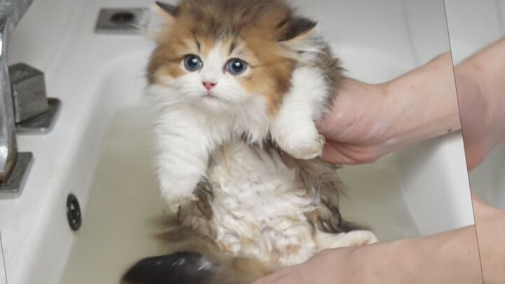 Chatty little kitten takes its first bath—its color even changes when it hits the water!