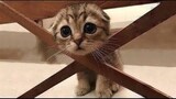 💗Cute And Funny Pets | Try Not To Laugh To These Pets Compilation #7💗 Cutest Lands