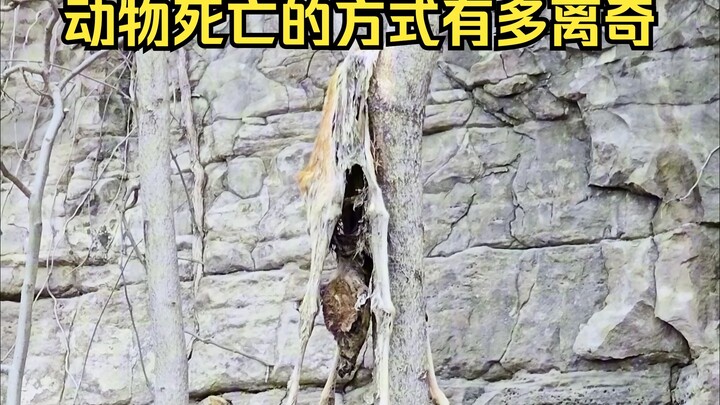 การพิสูจน์สาเหตุการตายอันพิสดารของสัตว์ 30