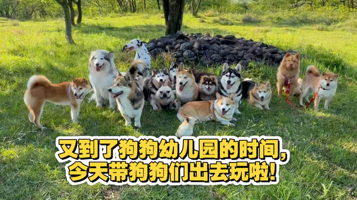 It’s doggy daycare time again! Today we’re taking the pups out to play!