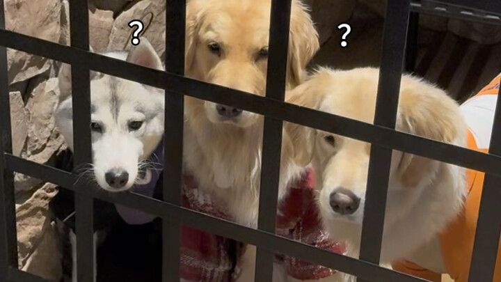 ฉันพาน้องหมาไปโรงแรม แล้วทางโรงแรมก็บอกว่าจะจัดการทุกอย่างให้... จริงเหรอ?