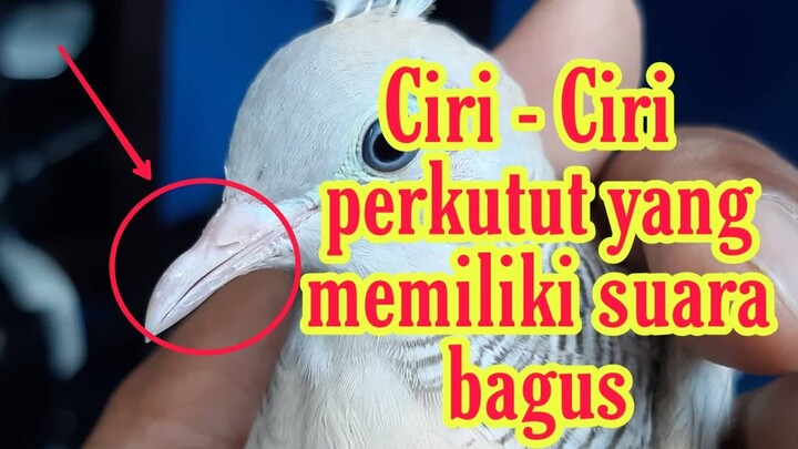 ciri - ciri perkutut yang suaranya bagus