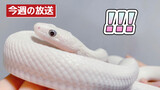 [Animals]Opening boxes of little white snakes|<Flower,Sun,Rainbow,You>