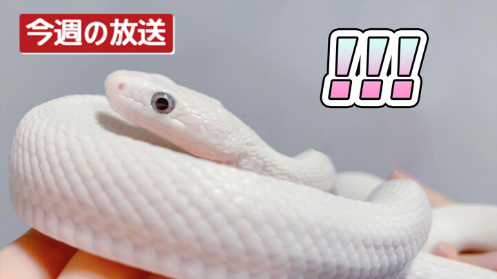 [Animals]Opening boxes of little white snakes|<Flower,Sun,Rainbow,You>