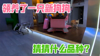 لقد تبنيت كلبًا جديدًا مرة أخرى! خمنوا أي سلالة هو؟