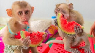 Watermelon Lover!! Tiny Toto & Yaya very enjoyable eating watermelon on the chair together