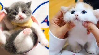 Baby Cats - รวมวิดีโอแมวน่ารักและตลก #23 | Aww สัตว์