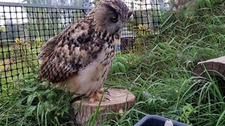 นกฮูกพบตัวตุ่น ยอลล์น่ารักสุดๆ