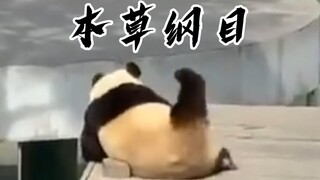大 熊 猫 版⚡️本 草 纲 目⚡️