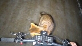 Come on, isn't it super cool to take your cat for a ride?