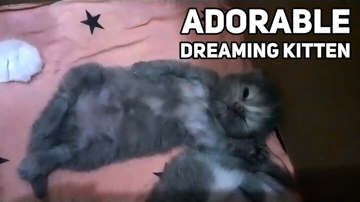 Aww, my kitten is dreaming in her sleep